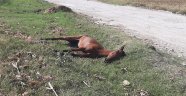 Yol kenarına atılan yaralı at dakikalarca can çekişti
