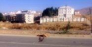 Yüksekova'da aracın çarptığı köpek telef oldu