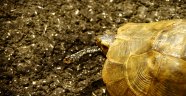 Yüksekova'da yılan yiyen kaplumbağa görüntülendi