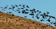 Yüzlerce karga gökyüzünde süzüldü