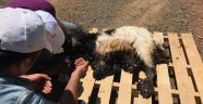 Zifte yapışan keçiyi işçiler kurtardı