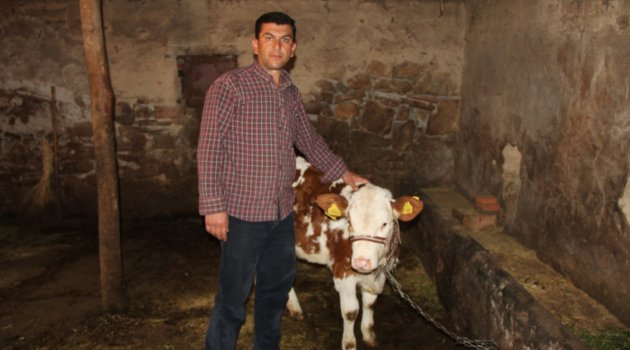 Geçim kaynağı olan inekleri çalındı