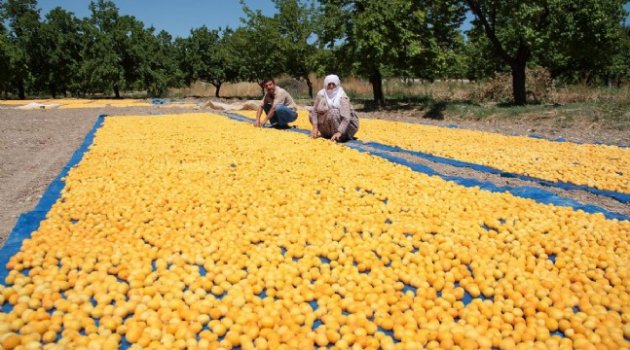 "Kayısı birlik yeniden kurulmalı"