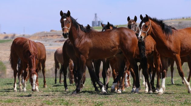 Ünlü Arap tayları özenle yetiştiriliyor