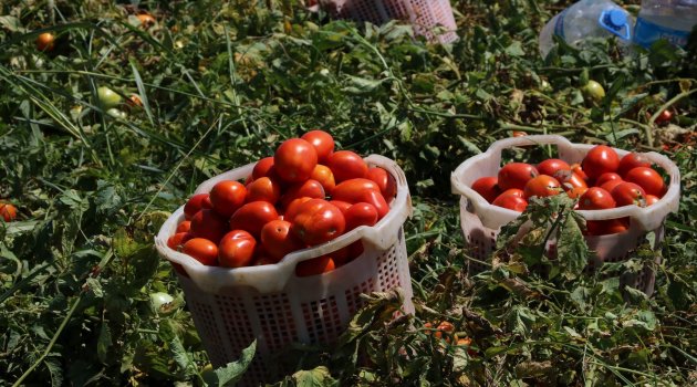 Üreticilere domates güvesi uyarısı
