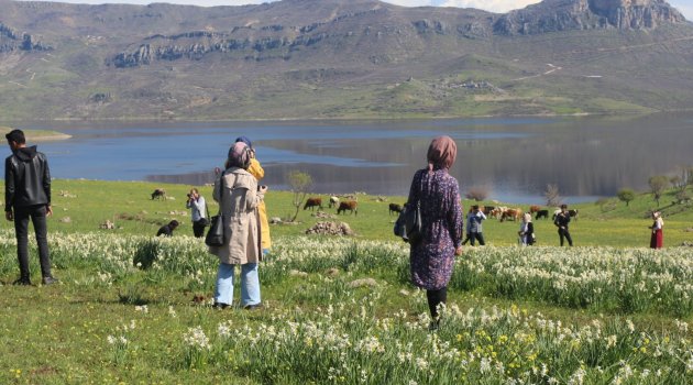 Nergisler turistlerin akınına uğruyor