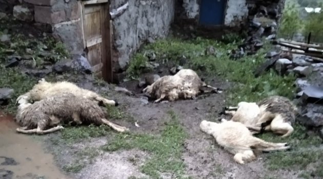 Yangında hayvanlar telef oldu!
