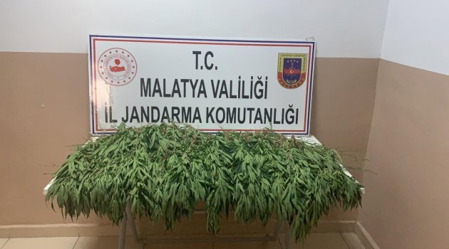 Bin 550 kök kenevir ele geçirildi!