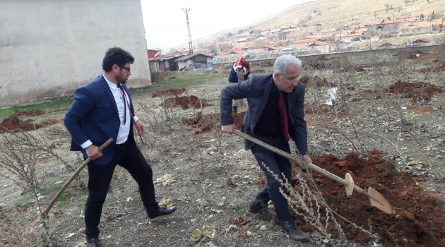 Yılın ilk cevizleri toprakla buluştu
