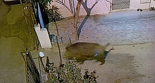 Domuzlar vatandaşları tedirgin etti!