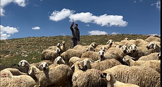 Jandarma kaybolan koyunları dron ile buldu 