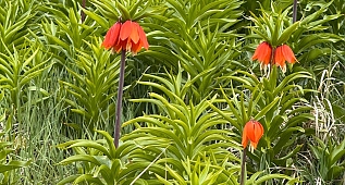 Ters laleler görsel şölen oluşturdu