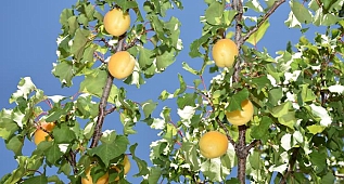 Malatya'da erkenci hasat başladı