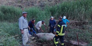 Çamura saplanan inekleri itfaiye kurtardı