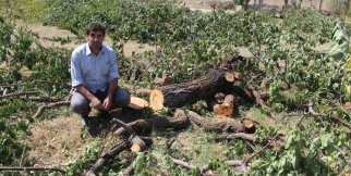 Bazı üreticiler, fiyatı az bulunca ağaçları kesti