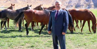 Servet değerindeki yarış tayları bebek gibi yetiştiriliyor