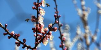 Hava sıcaklığı kayısı üreticilerini tedirgin ediyor