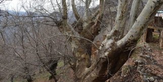 500 yıllık çınar ağacı yıllara meydan okuyor