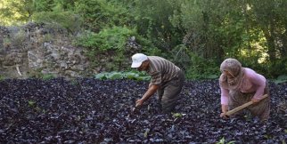 Mor reyhan üreticinin yüzünü güldürüyor
