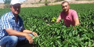 Örnek çiftçinin yetiştirdiği ürünler yok satıyor