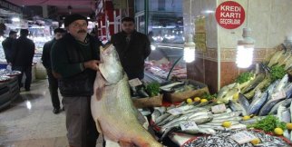Kurşun balığına yoğun ilgi
