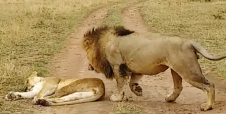 Uyuyan Dişi Aslana Sessizce Yaklaşan Erkek Aslan