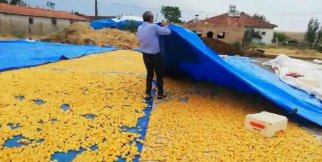 Sağanak yağış kayısıyı vurdu