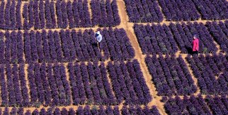 Arapgir’in Mor Reyhan’ı tam bir şifa kaynağı