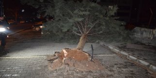 Malatya'da fırtına ağacı kökünden söktü